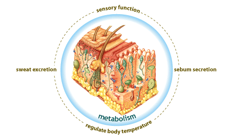 Functions of Skin